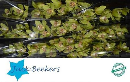 Cymbidium Green Melissa Jack Beekers