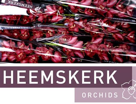 Cymbidium Red Bologna Heemskerk
