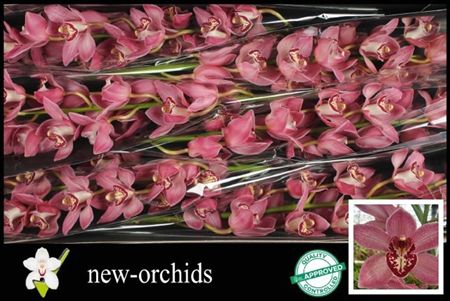 Cymbidium Pink Pin-up New Orchids