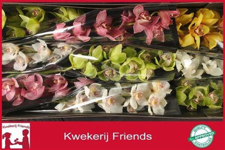 Cymbidium Mix Kwekerij