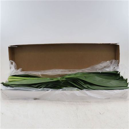 Aspidistra Per Stem