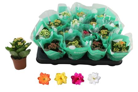 Pianta Kalanchoe Bloss Gev Rosalina Mix 4