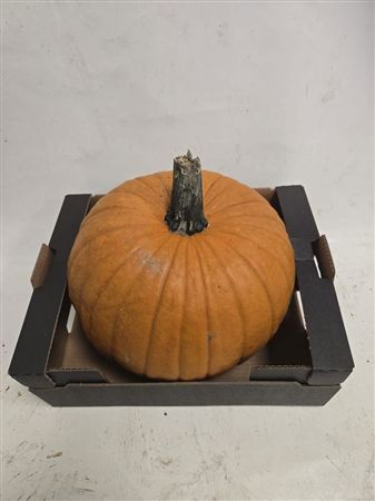 Cucurbita Maxima Halloween