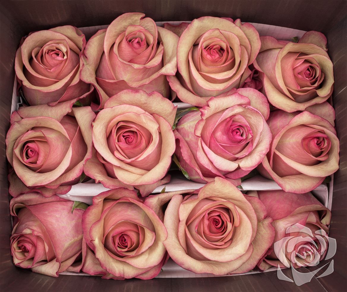 Rosa Ec Vintage Josarflor