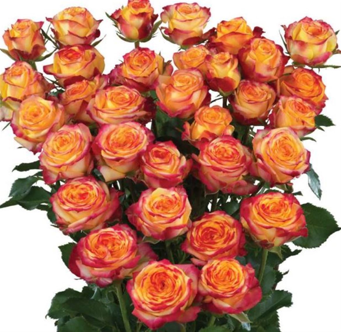 Rosa Spray Land Of Fire Megaspin