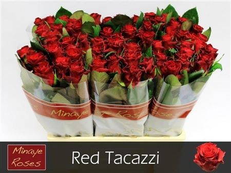 Rosa Large Red Tacazzi