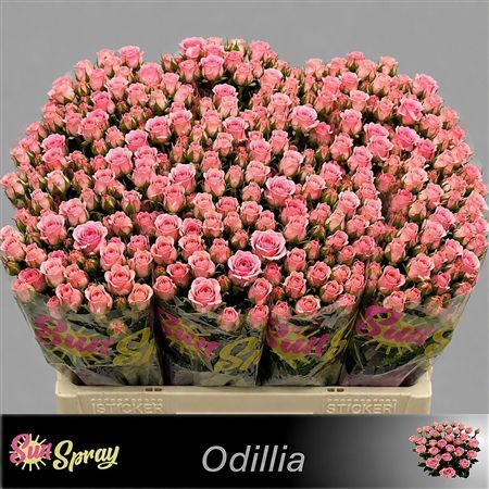 Rosa Spray Odilia