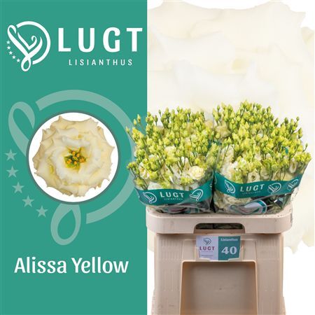 Lisianthus Alissa Yellow