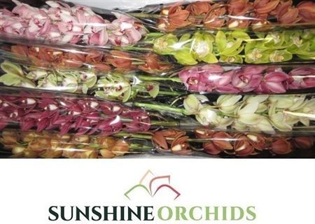 Minicymbidium Mix Sunshine