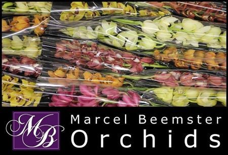 Minicymbidium Mix Marcel Beemster