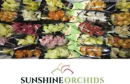 Minicymbidium Mix Sunshine