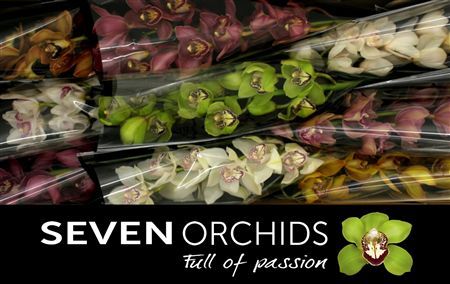 Cymbidium Mix Seven Orchids
