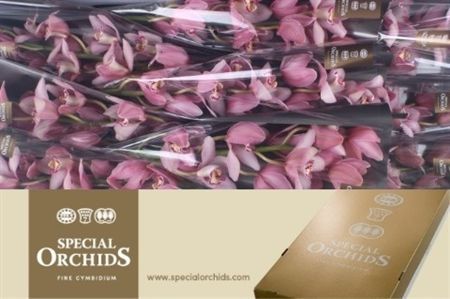 Cymbidium Cocktail