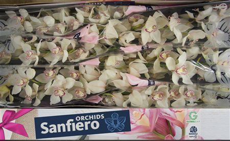 Cymbidium Mrs Sugar Lee