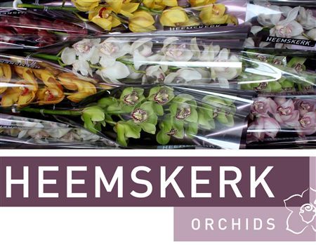 Cymbidium Mix Heemskerk