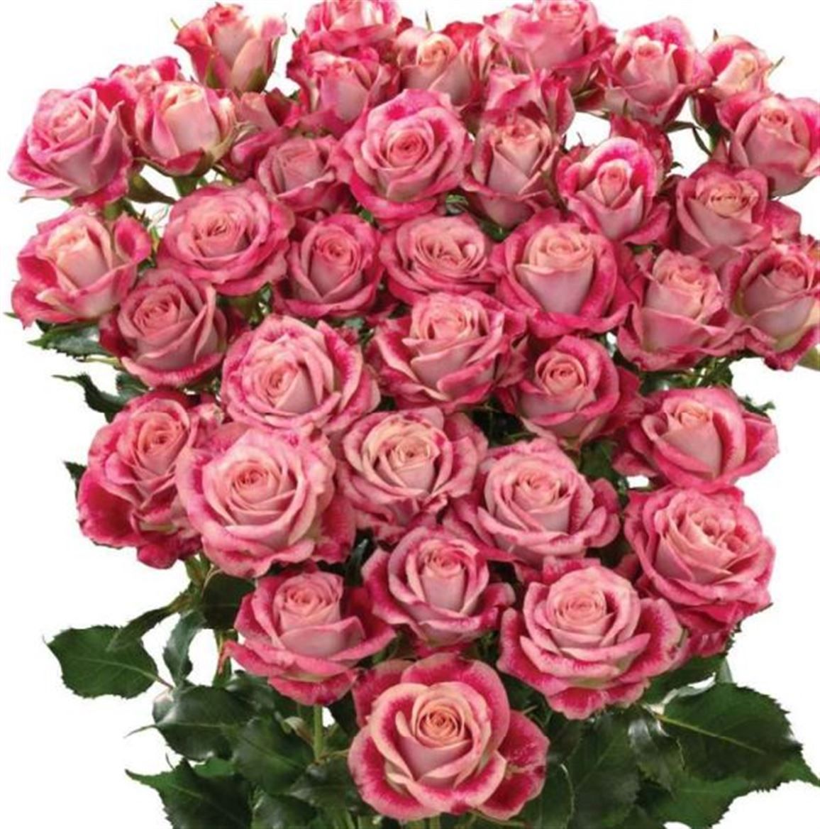 Rosa Spray Flinders Lane Megaspin