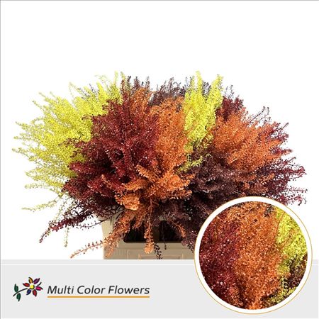 Thlaspi Paint Mix Autumn
