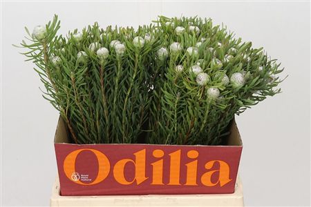 Leucadendron Ayoba Silver Pearl