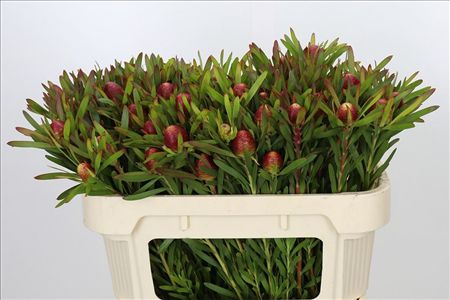 Leucadendron Ayoba Cherry Pearl