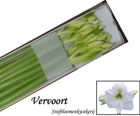 Amaryllis Mont Blanc