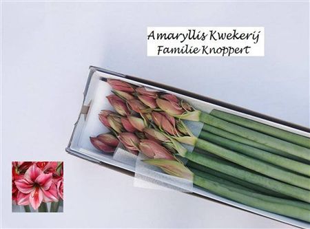 Amaryllis Gervase