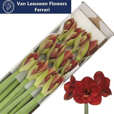 Amaryllis Ferrari