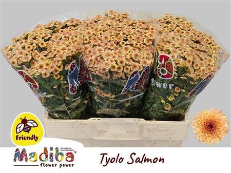 Chrys Sa Madiba Salmon Tyolo