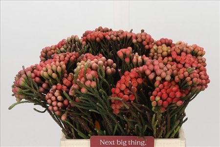 Cape Green Red Strawberry (brunia)