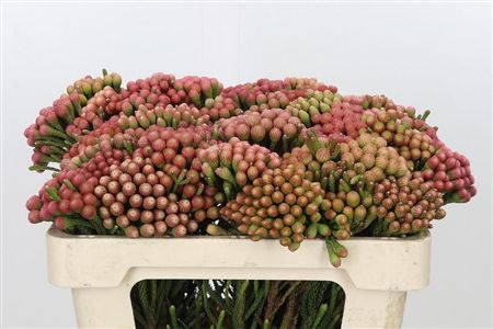 Cape Green Red Strawberry (brunia)