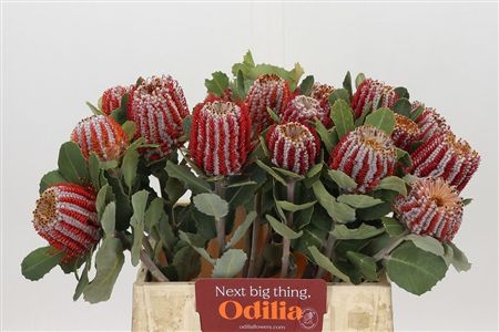 Banksia Coccinea