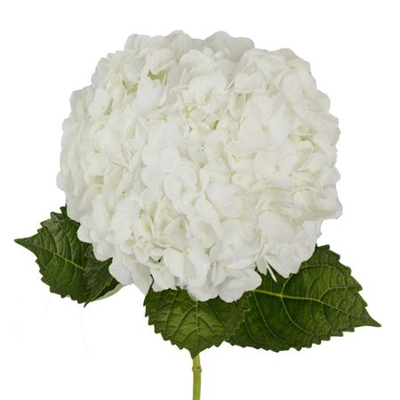 Hydrangea White In Box